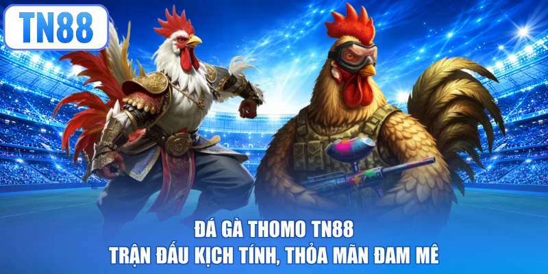 Đá Gà Thomo TN88 - Trận Đấu Kịch Tính, Thỏa Mãn Đam Mê